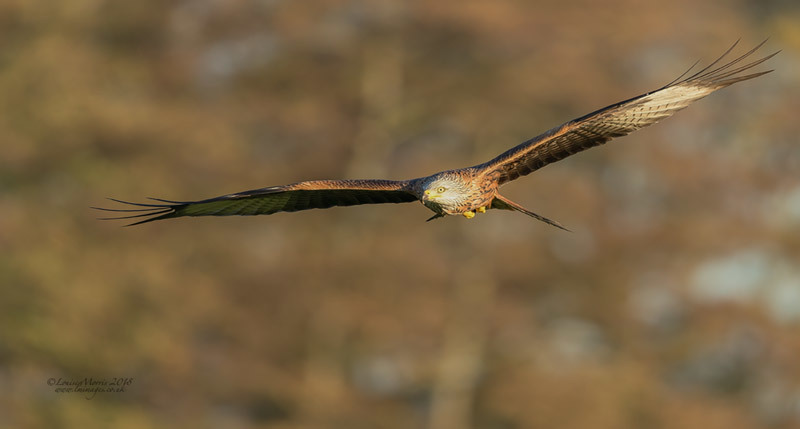 - Red Kites