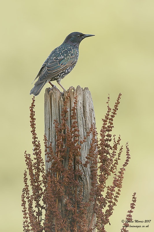  - Starlings