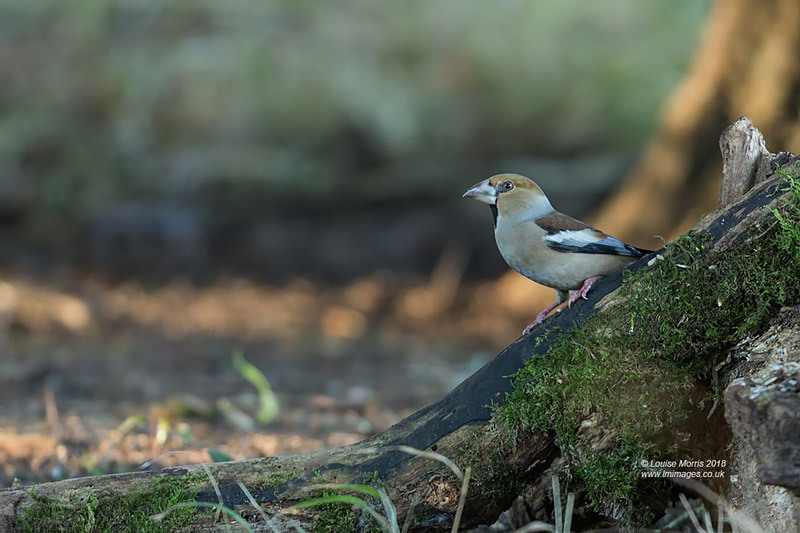  - Woodland & Garden Birds
