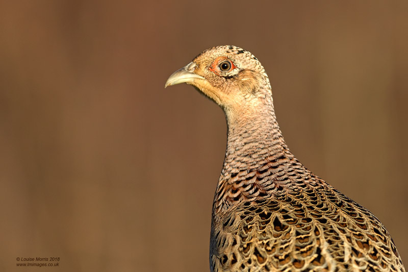  - Woodland & Garden Birds