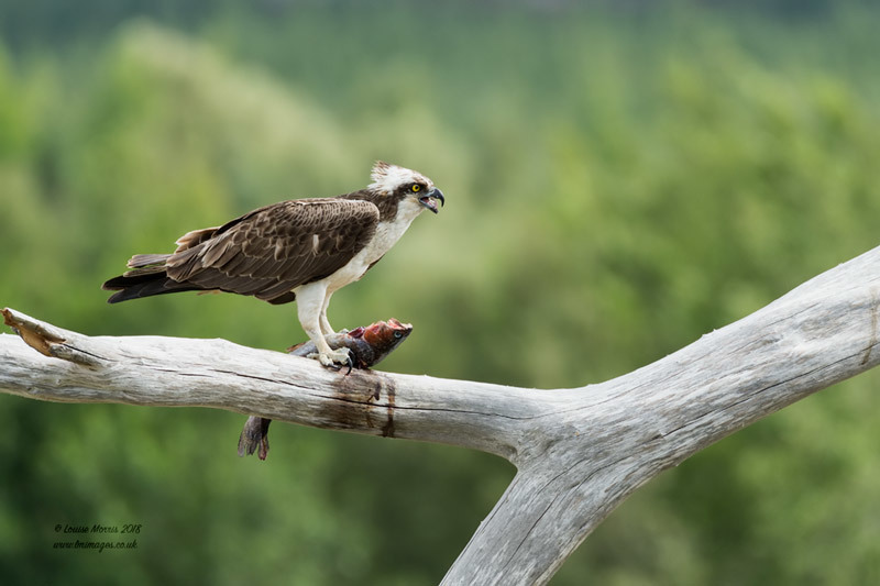  - Ospreys