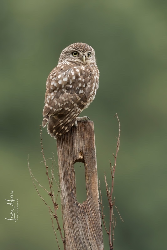 Little Owl, Buckinghamshire - 2022 Charity Calendar