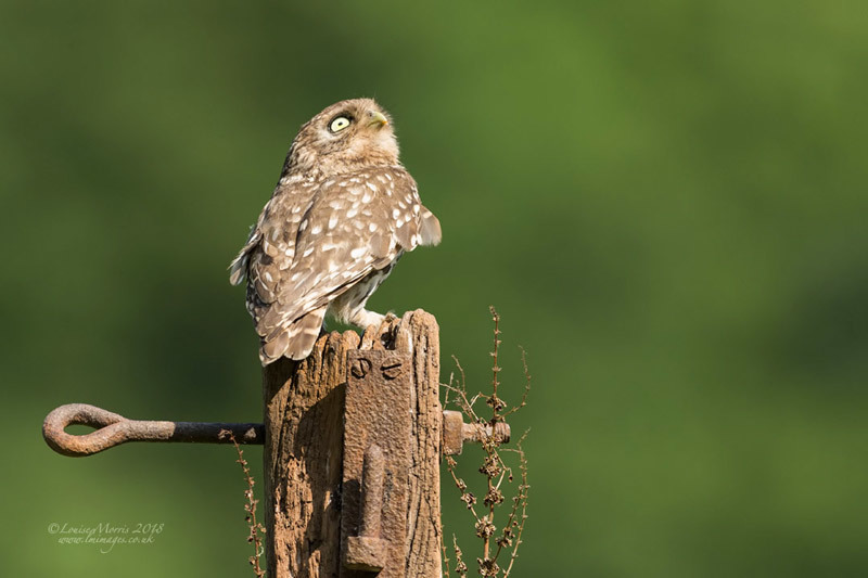  - Little Owls