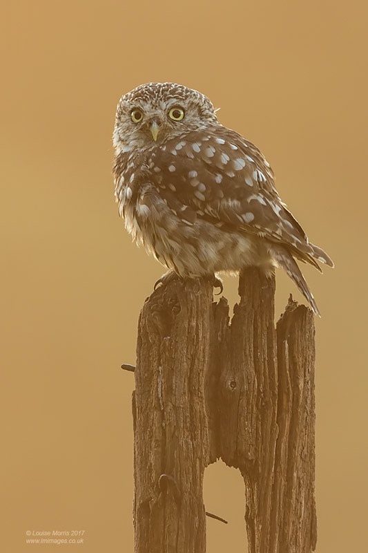  - Little Owls
