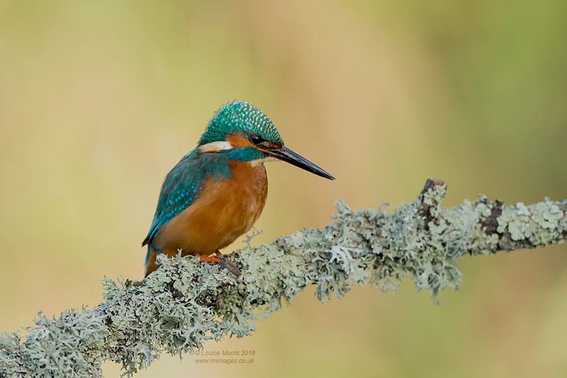  - Kingfishers