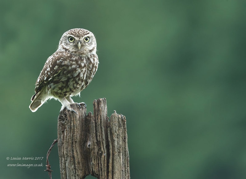  - Little Owls