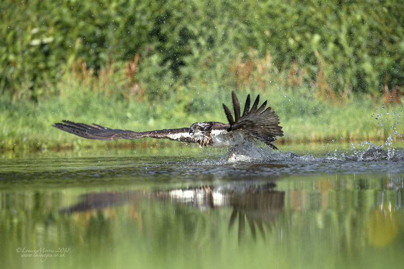  - Ospreys