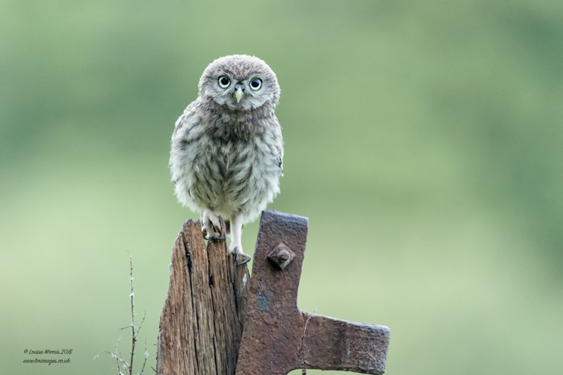  - Little Owls