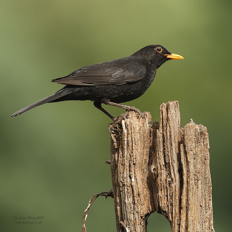  - Woodland & Garden Birds