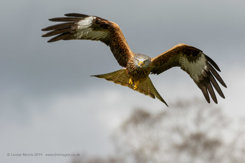  - Red Kites