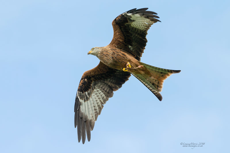  - Red Kites