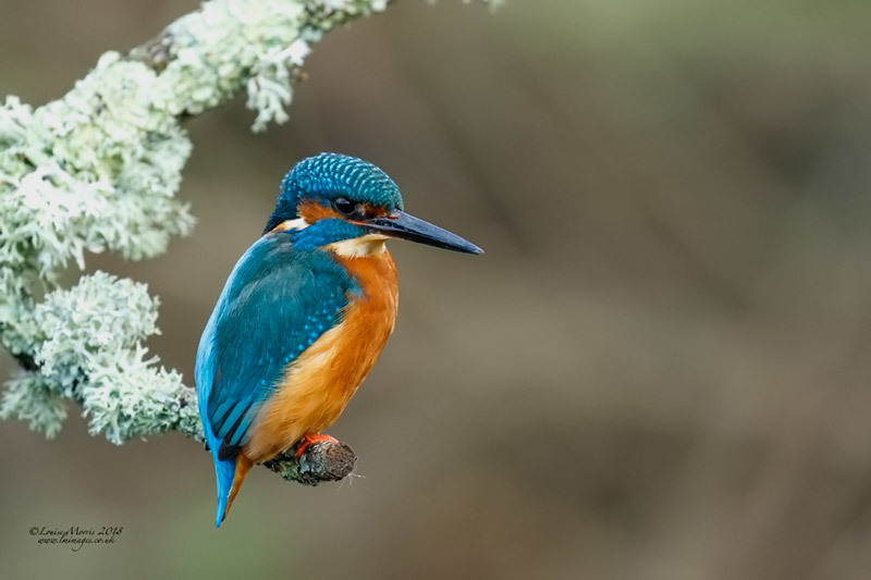  - Kingfishers