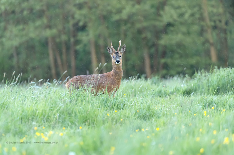  - Deer