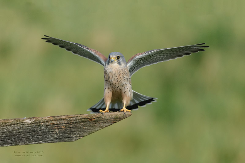  - Kestrels