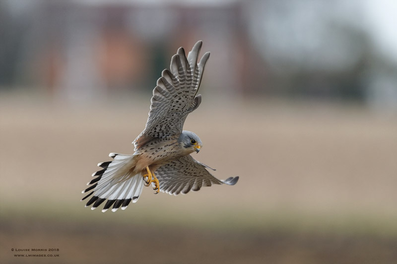  - Kestrels