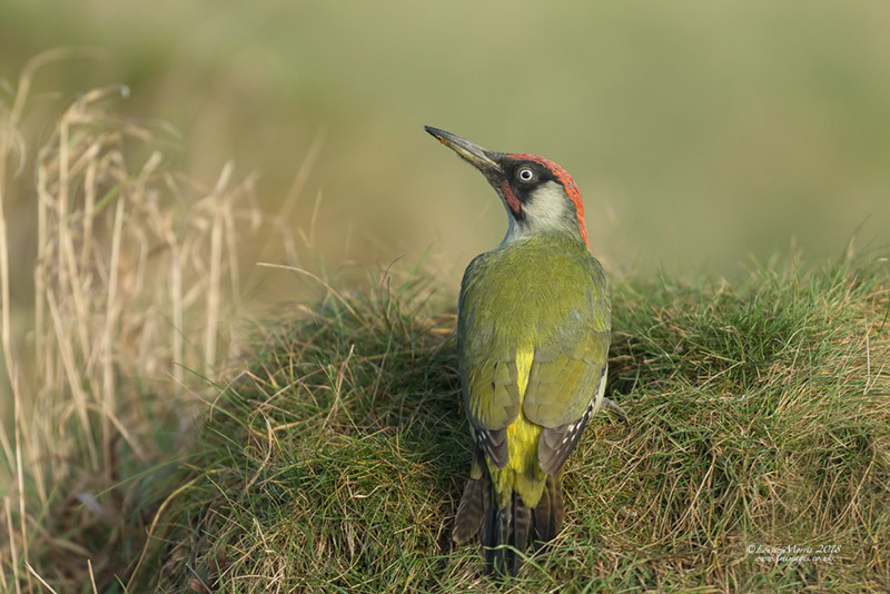  - Woodpeckers
