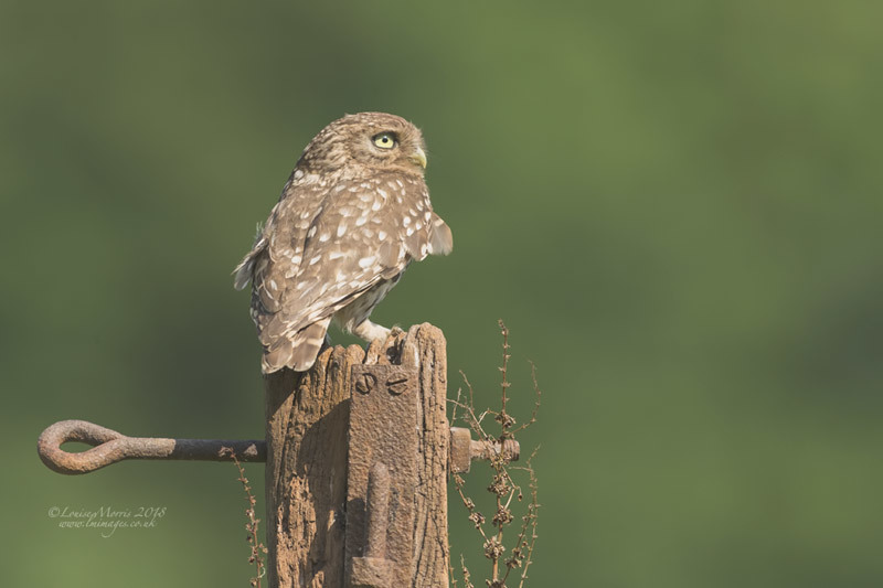  - Little Owls