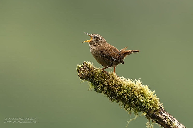 E Wren April - 2018 Charity Calendar