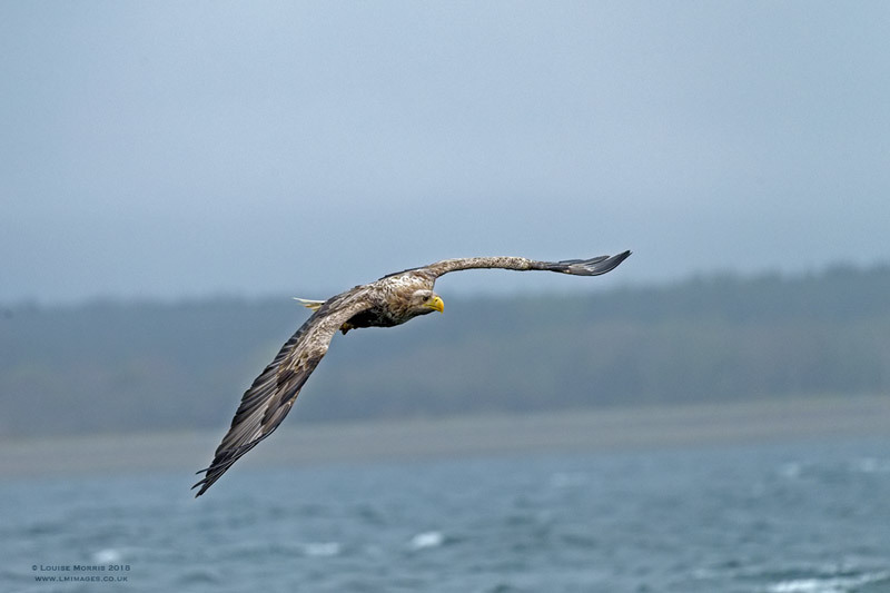  - Sea Eagle
