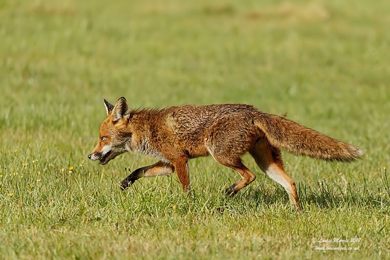  - Foxes