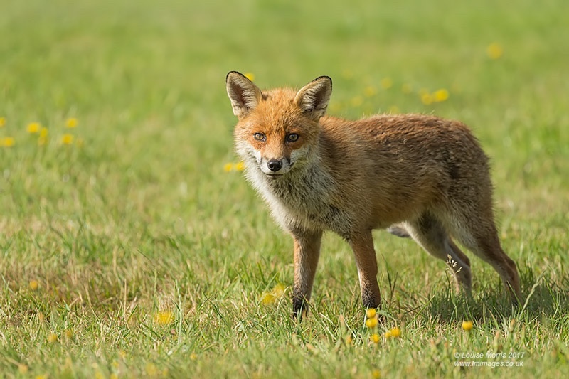  - Foxes