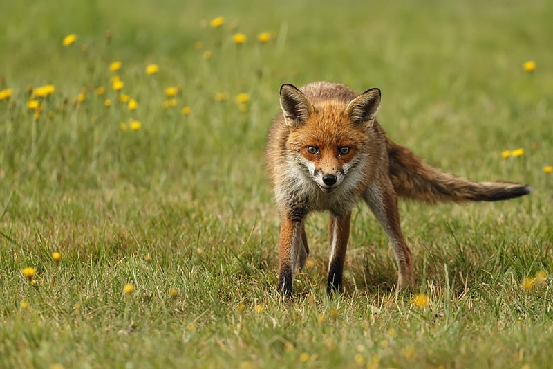  - Foxes
