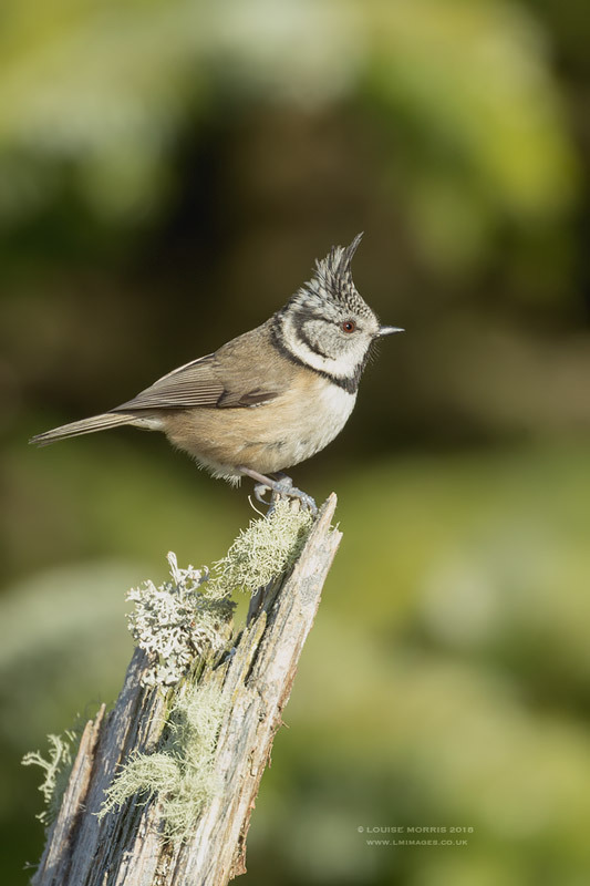 - Crested Tits