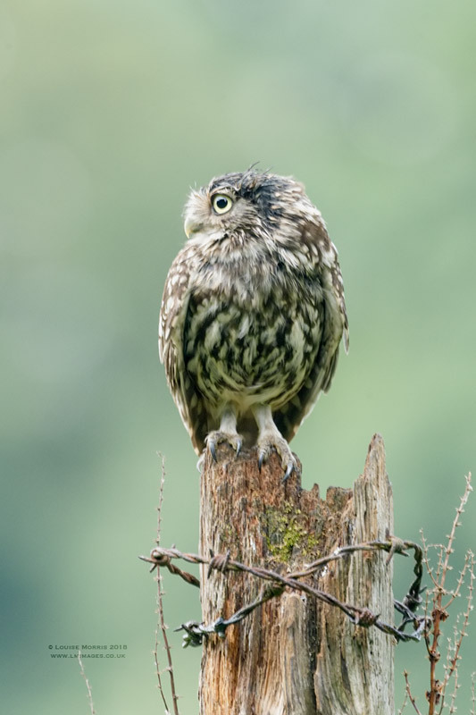 - Little Owls