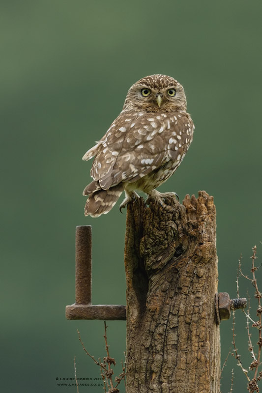  - Little Owls