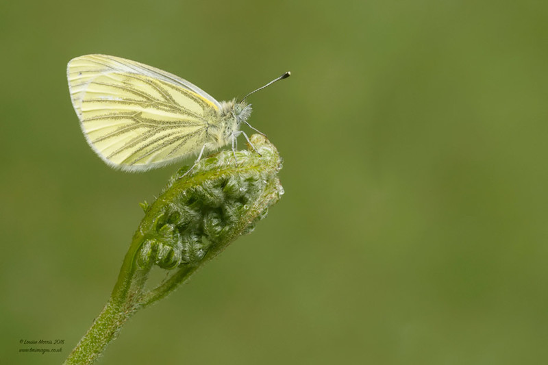 Green Veined White - 2019 Charity Calendar
