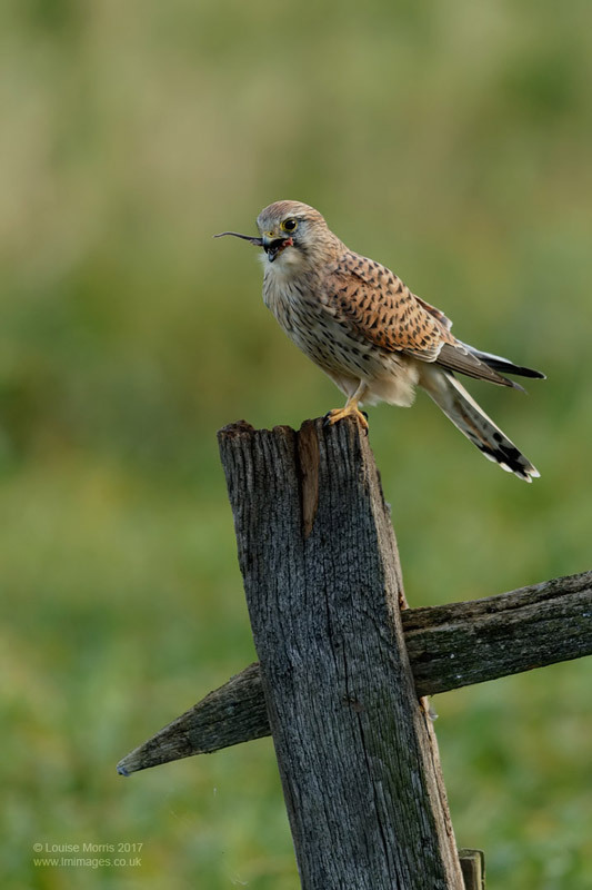  - Kestrels