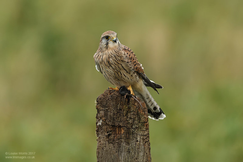  - Kestrels
