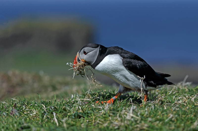  - Puffins