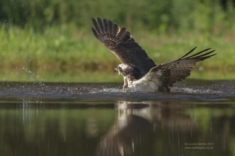  - Ospreys