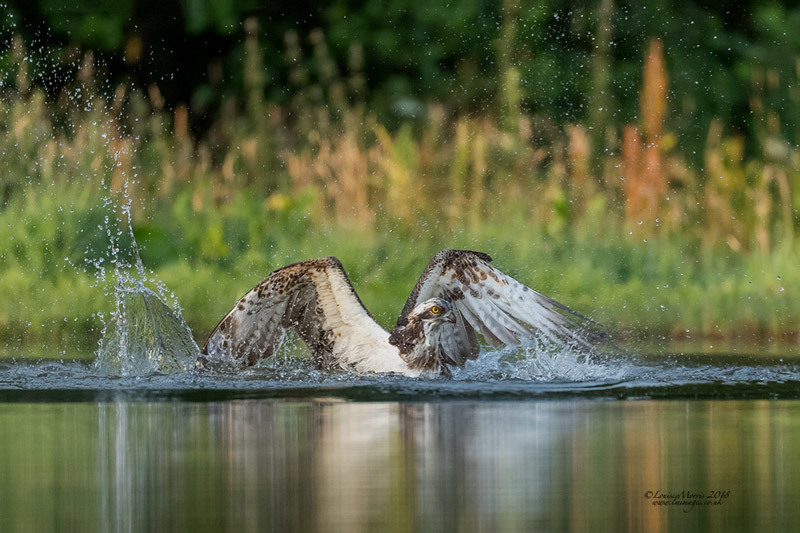  - Ospreys