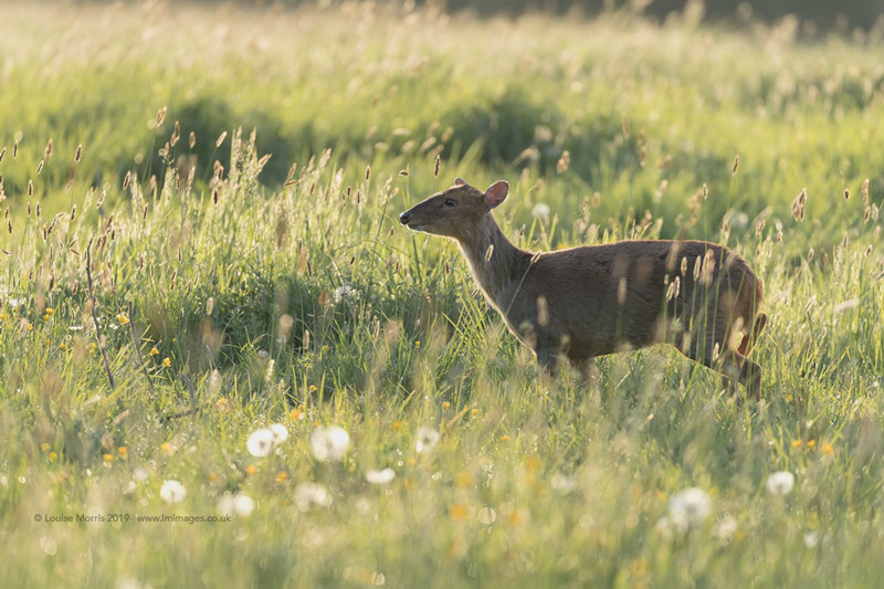  - Deer