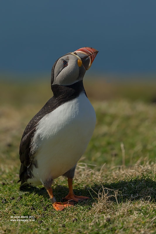  - Puffins
