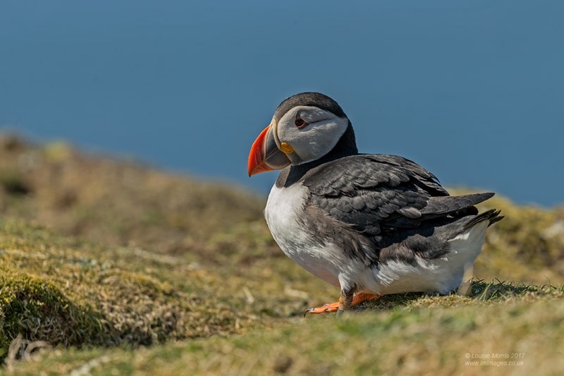  - Puffins