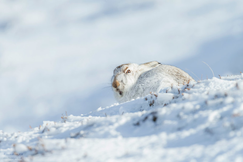 Mountain Hare - 2019 Charity Calendar