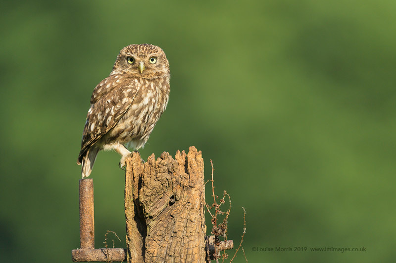  - Little Owls