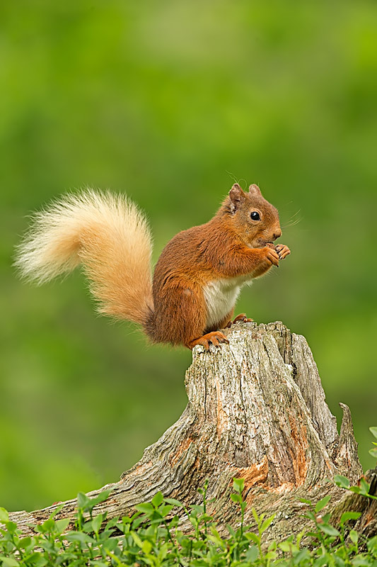  - Red Squirrels