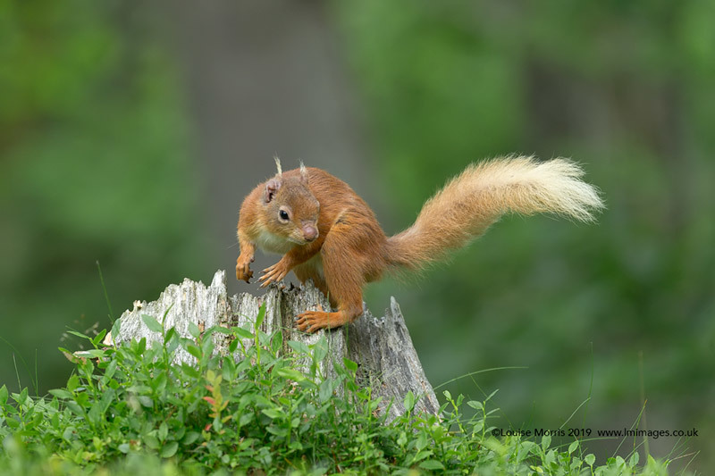  - Red Squirrels