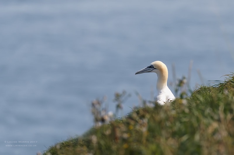 - Gannets