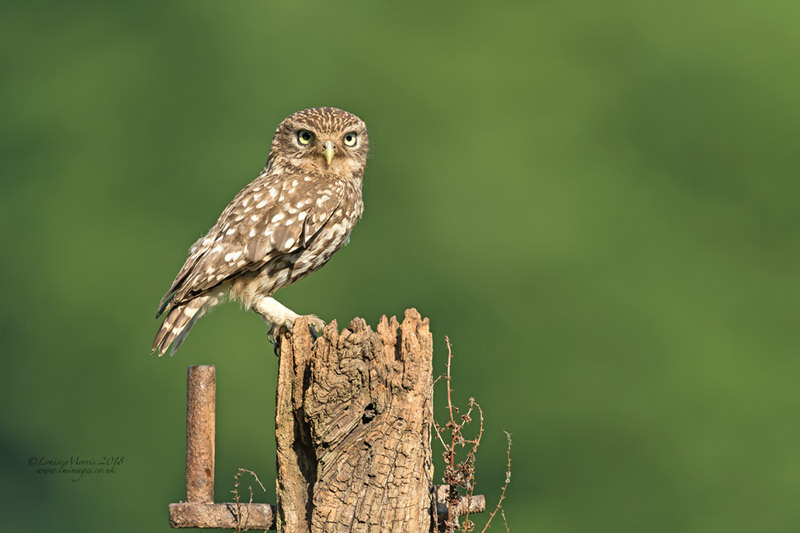  - Little Owls