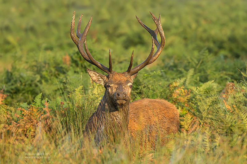  - Deer