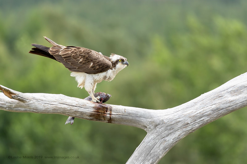  - Ospreys