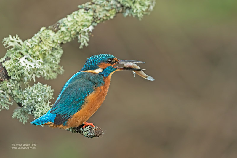  - Kingfishers