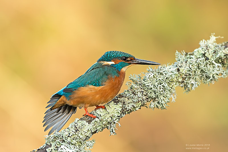  - Kingfishers