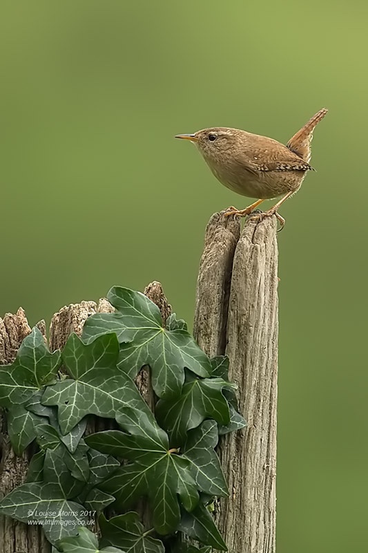  - Woodland & Garden Birds