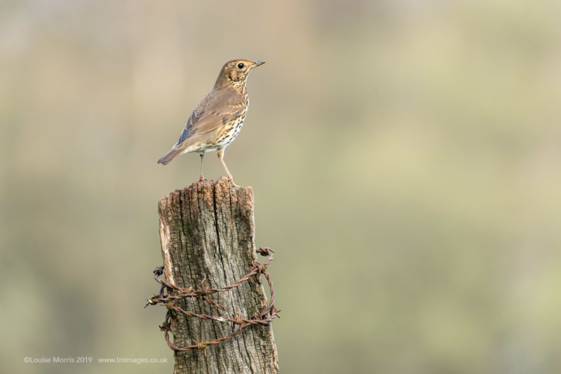  - Woodland & Garden Birds